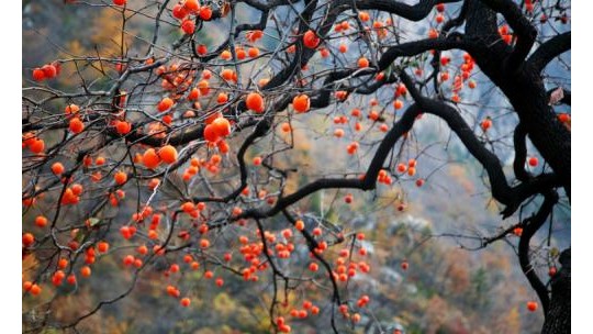 我家那棵老柿樹