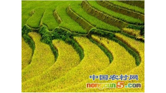 千畝梯田流轉(zhuǎn) 富了一方百姓