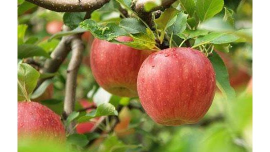 每天吃蘋(píng)果毛病繞道走