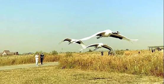 黃河口實力刷屏 中國·東營首屆短視頻網(wǎng)紅大會收官