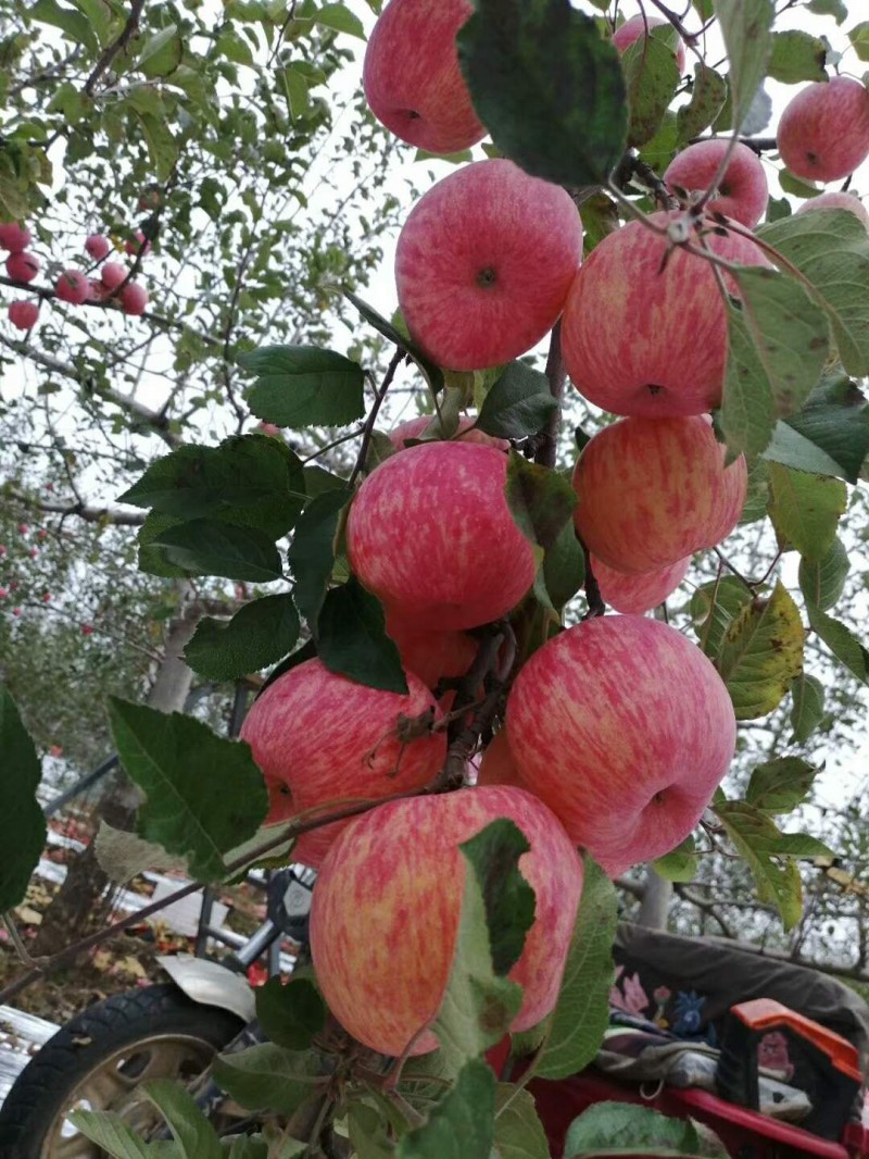 2021煙臺碳?xì)浜朔驶赜^摩交流會在海陽市召開