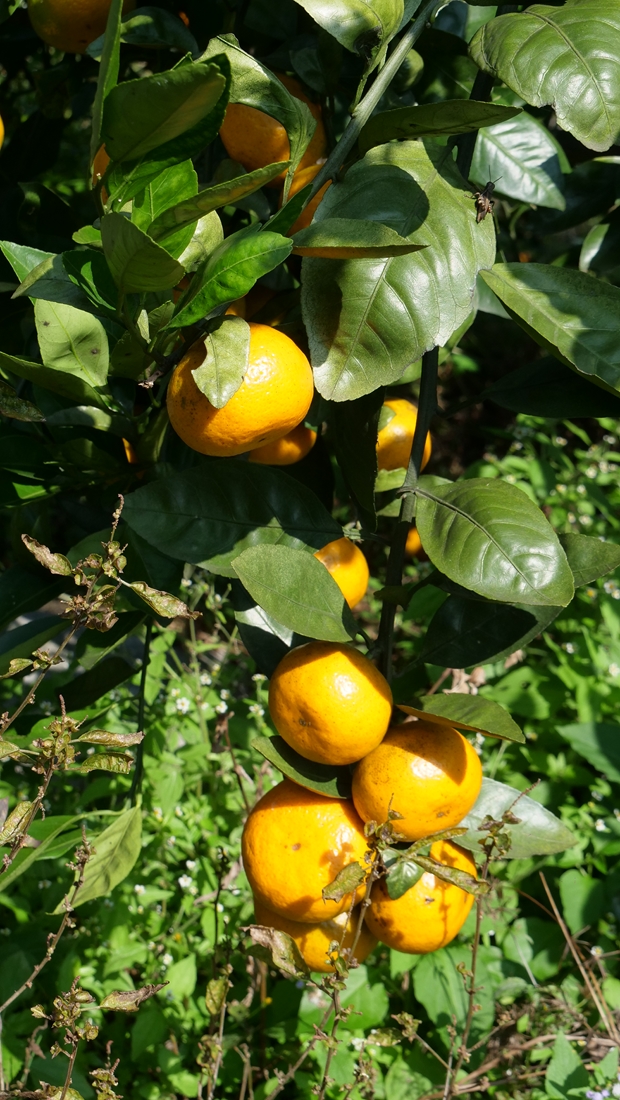 “碳?xì)錈o(wú)憂進(jìn)千縣 安全食品進(jìn)萬(wàn)家”在貴州凱里啟動(dòng)