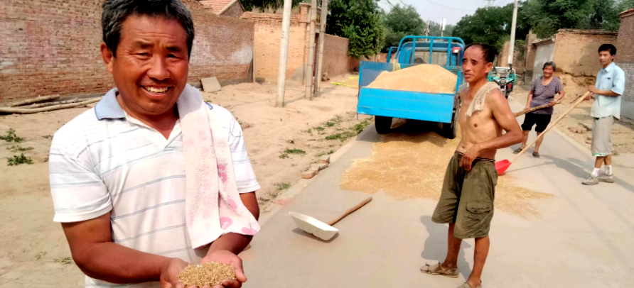 搶夏收麥歸倉 好政策水入田—記山東德州寧津縣王吏目村小農(nóng)水工程