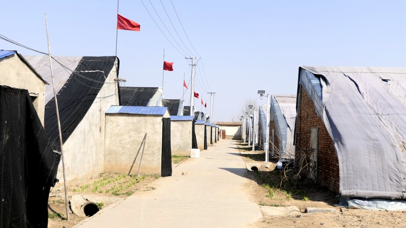 商企匯：青縣羊肚菌種出財(cái)富路