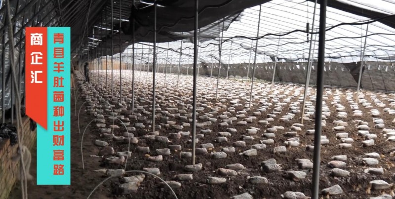 商企匯：青縣羊肚菌種出財(cái)富路