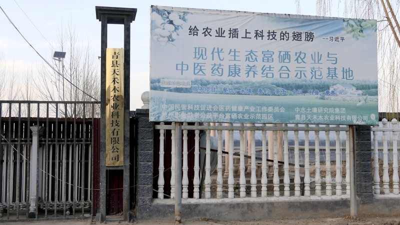 商企匯：青縣羊肚菌種出財(cái)富路