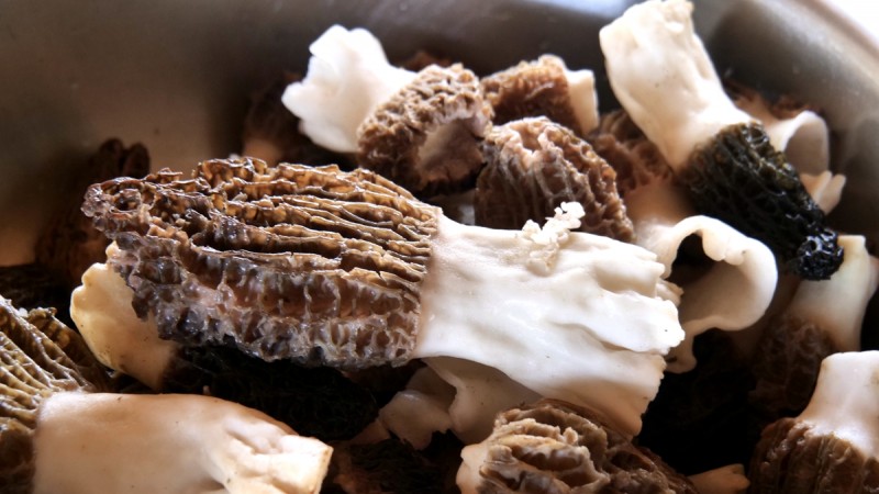 商企匯：青縣羊肚菌種出財(cái)富路