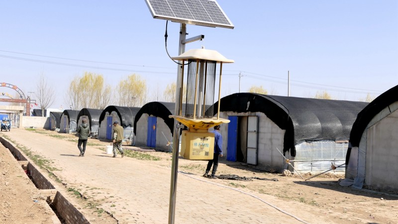 商企匯：青縣羊肚菌種出財(cái)富路