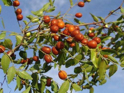 王雷生|家鄉(xiāng)的紅棗樹