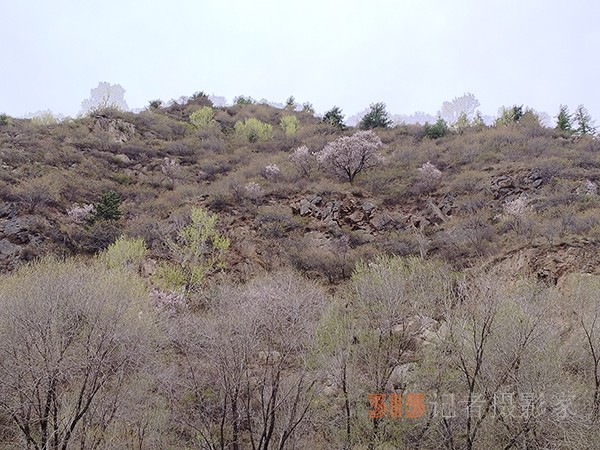 五臺(tái)山春色