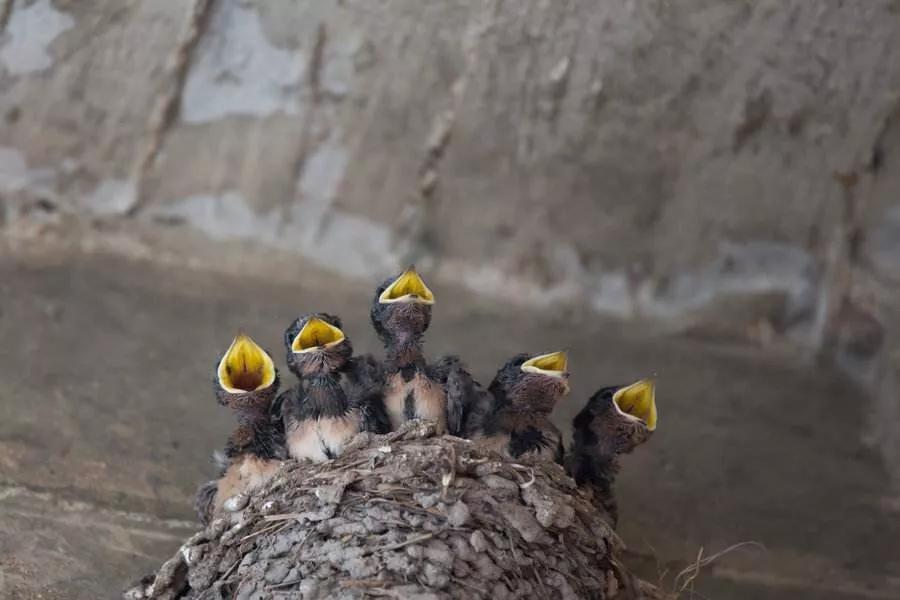 【于春生】老家的燕子