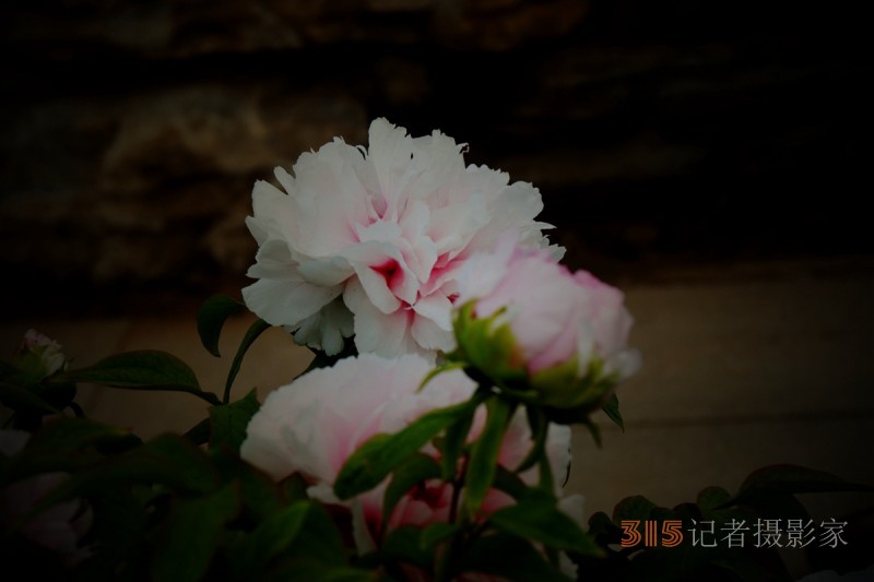 記者攝影家王帥偉攝影作品:千嬌萬(wàn)態(tài)乃牡丹