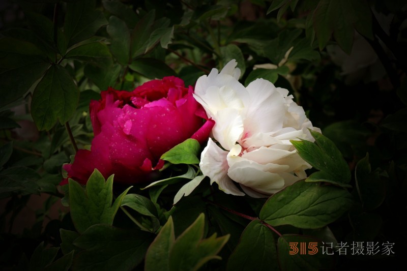 記者攝影家王帥偉攝影作品:千嬌萬(wàn)態(tài)乃牡丹