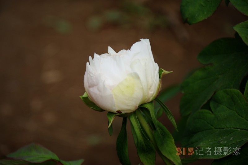 記者攝影家王帥偉攝影作品:千嬌萬(wàn)態(tài)乃牡丹