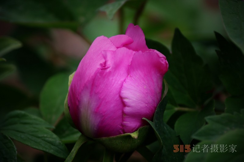 記者攝影家王帥偉攝影作品:千嬌萬(wàn)態(tài)乃牡丹